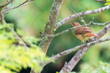 Brown rufous hornero brown bird perched on tree branchの写真素材