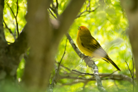 Close up of wild canary passerine bird perched on tree in natureの写真素材
