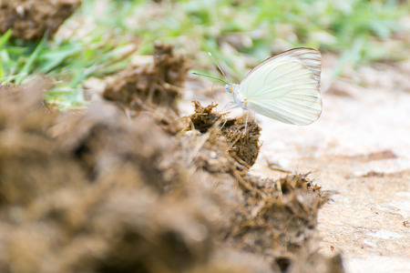 Horse poop on the ground with a beautifull buterfly on itの写真素材