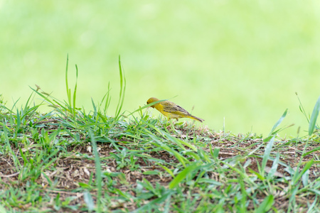 Little yellow bird holding plastic with the beak on the grassの写真素材