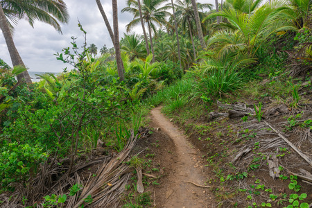 Trailway from havaizinho to Gamboa beach in the middle of woodsの写真素材