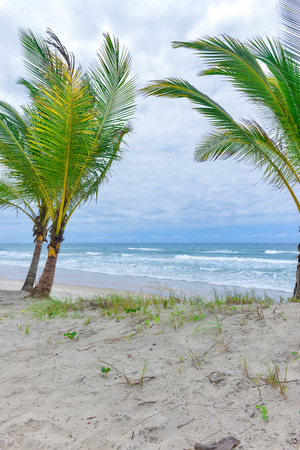 Rich beach vegetation in Itacare at the Bahia state in Brazilの写真素材