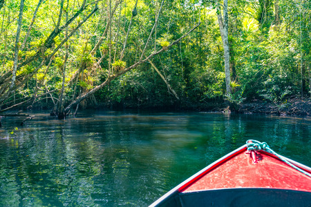 Canoe crossing a mangrove canal under a tunnel of trees