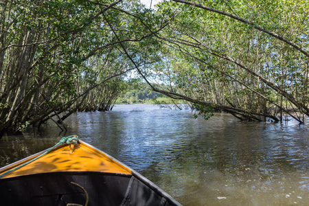 Boat ride getting out of a mangrove green water canalの写真素材