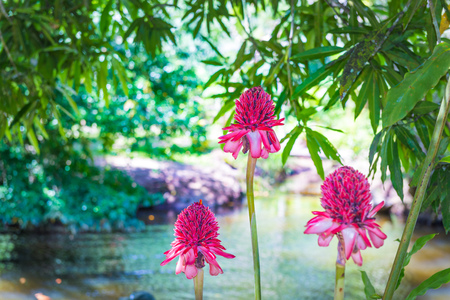 Etlingera exotic pink flower in nature with backgroundの写真素材