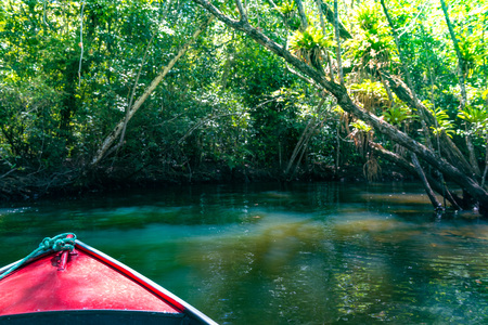 Canoe crossing a mangrove canal under a tunnel of treesの写真素材
