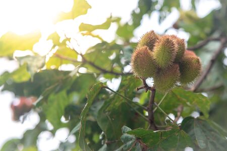 Urucum tree with many fruits hangingの写真素材