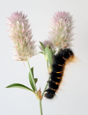 Black caterpillar with orange fuzz on the clover's flower.