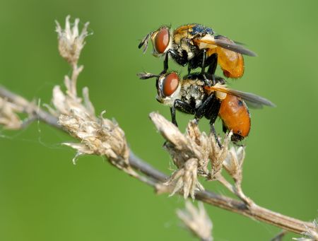 The pair of fly Tachina on the dry branch.の写真素材