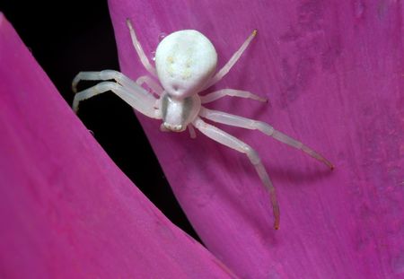 White spider on flower petalの写真素材