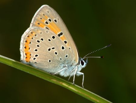 Small spotted copper-butterfly sits on a blade of grass in a meadow.の写真素材