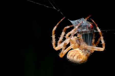 Spider wraps the prey caught in a cocoon.