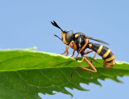 Black and yellow fly on the leaf. Masked by wasp.の写真素材