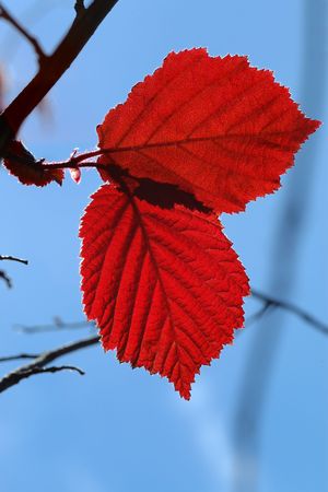 Red leaves, brightly lit by the sun, against the sky. の写真素材