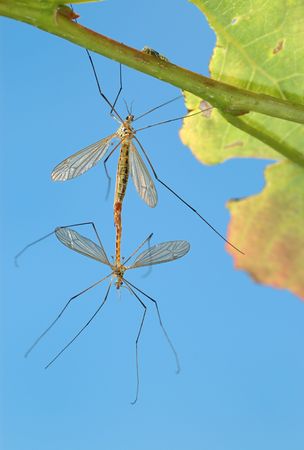 Pairing of mosquitoes (Tipulidae) on a tree branch, a kind against the sky.の写真素材