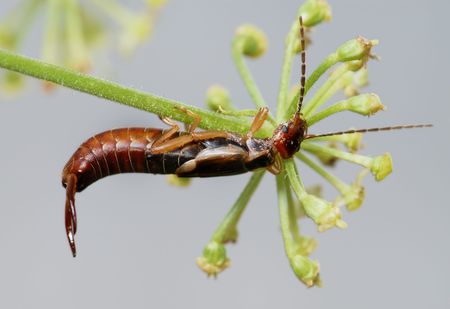 Earwig on a flower, bent under her weight.の写真素材