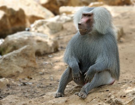 Male hamadryads with luxurious wool in a zoo.の写真素材
