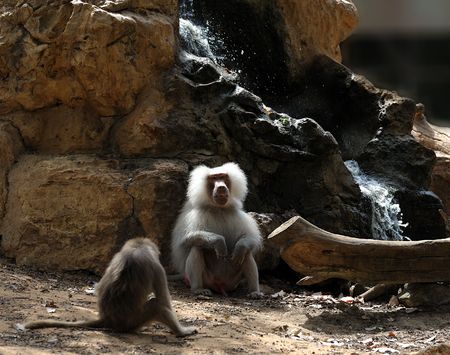 Male hamadryads with luxurious wool in a zoo. 