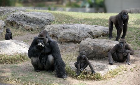 Gorillas in the zoo, big and important.