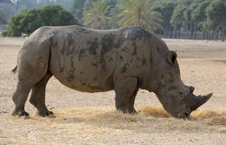 Thick-skinned and big, white rhinoceros in a zoo.の写真素材