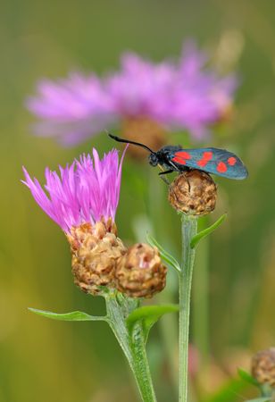 The bright, spotted butterfly Zygaena filipendulae on a flower Centaurea pratensisの写真素材