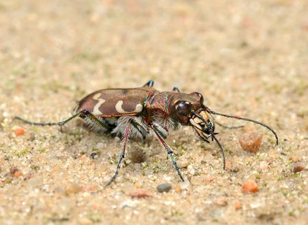 Small predatory beetle, tigerbeetle (Cicindela hybrida).の写真素材