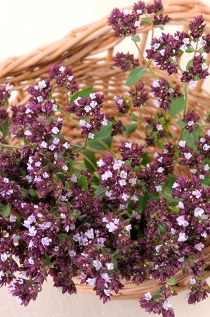 A bunch of stems with flowers of aromatic and medicinal plants Origan (Origanum vulgare).の写真素材