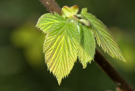 Young leaves of hazel in the spring sunshine.