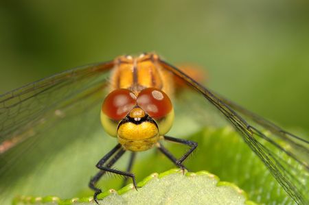 Close-up of a dragonfly on a leaf.