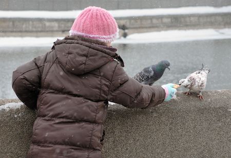 Feeding in the winter the pigeons, sitting on the parapet.の写真素材