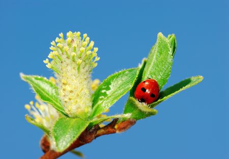 Ladybird for the blossoming twigs of a clear spring dayの写真素材