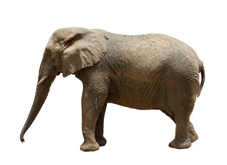 Elephant, largest land animal in the zooの写真素材