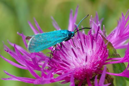 The bright, green butterfly Forester (Adscita statices) on a flower Centaurea pratensisの写真素材
