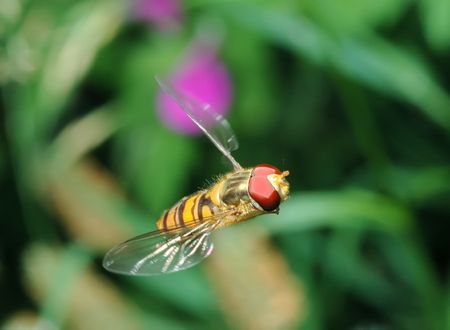 Wave of a wings, fly Syrphidae on flightの写真素材
