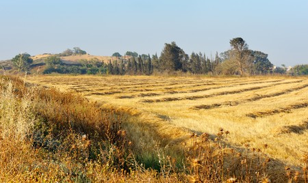 May, time to harvest wheat in Israel