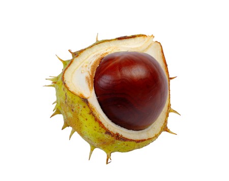 Split in half prickly fruit of the horse chestnut
