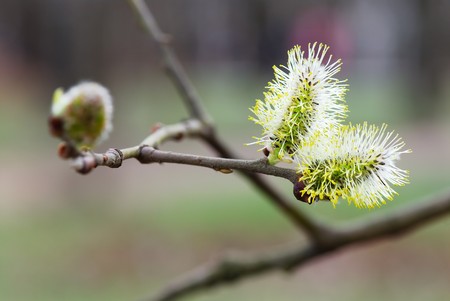 The first heat, the first spring flowersの写真素材