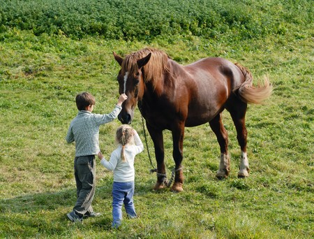 Boy and girl caress the horse in the meadowの写真素材
