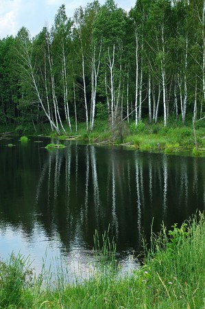 White birches reflected in dark water of the lake.の写真素材