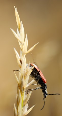 Black and red beetle on spikelet, Israel