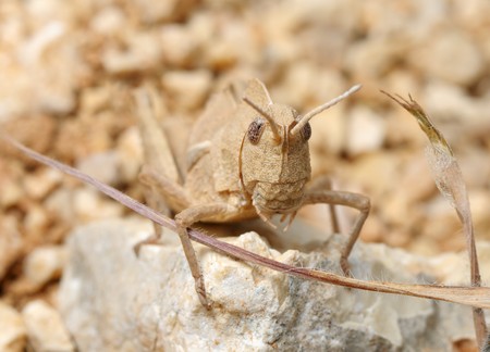 Yellow grasshopper on yellow ground, masking color makes it almost imperceptible.の写真素材