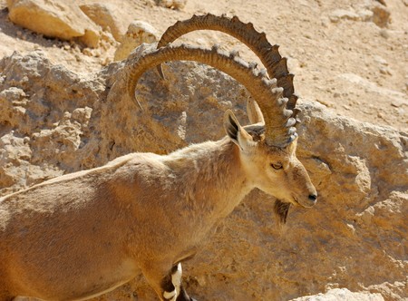 Mountain goat in the Makhtesh Ramon, Israelの写真素材