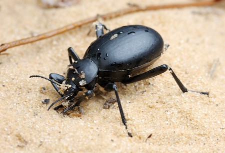 Darkling beetle in the desert, Israel