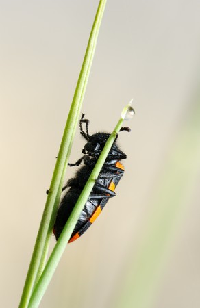 Poisonous blister beetle with bright black and red warning coloration on a blade of grass in the...