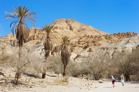 Rocks, streams and waterfalls, water and life in the arid desert - Ein Gedi nature reserve off the...