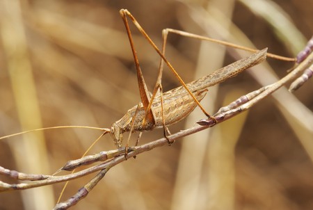 Yellow grasshopper sits on a dry straw, shot against the sky.