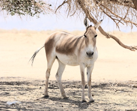 Onager in the reserve Hai-Bar Yotvata in southern Israel.の写真素材