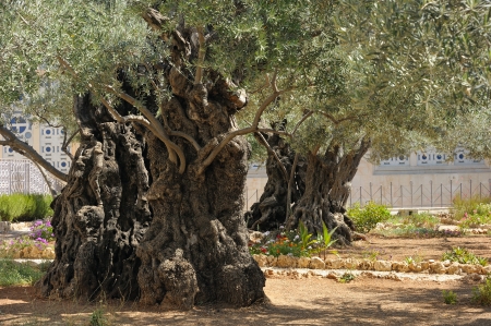 Garden of Gethsemane on the Mount of Olivesの写真素材
