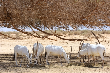 Oryx herd in the reserve Hai-Bar Yotvata in southern Israel.の写真素材