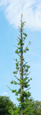 Tall tree with many different birds and insects housesの写真素材